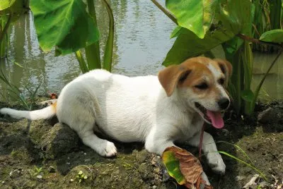 Puppy