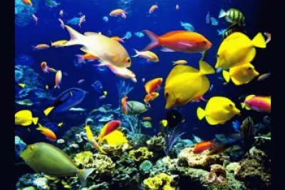 peces