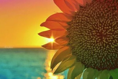 Amazing Sunflower