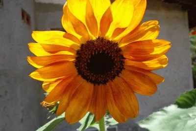 GIRASOL HERMOSO
