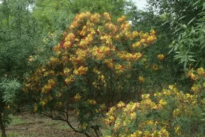 caesalpinia gillesii