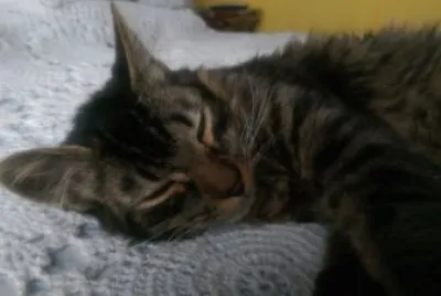 Katto