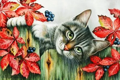 gato