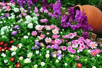 flores
