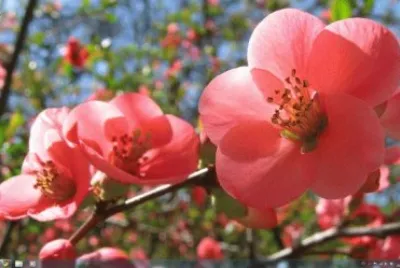 flores