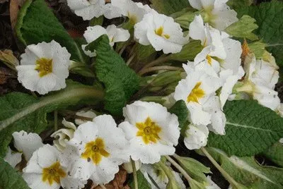 blanca