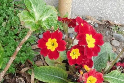 rojas