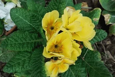 yelow