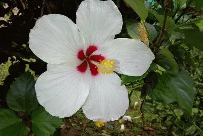 Flor Blanca