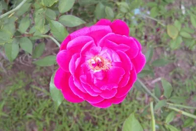 Rosa
