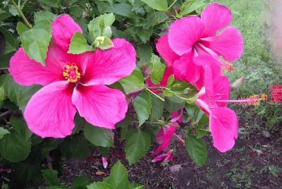 Flores Rosa