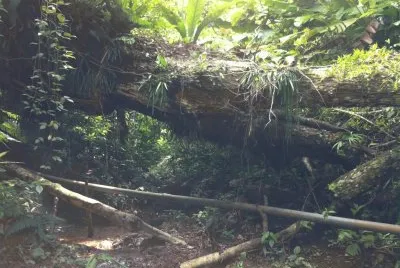 Selva