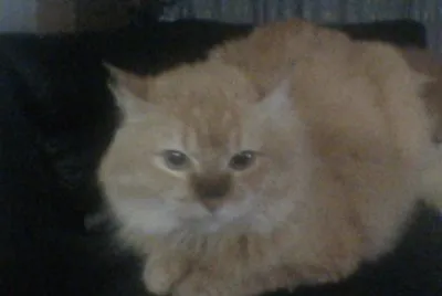Nemo