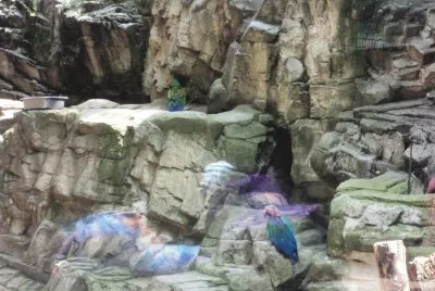 פאזל של animals