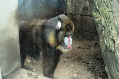 פאזל של mandril