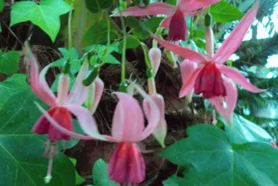 flor
