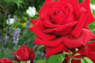 rosa