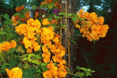 flor