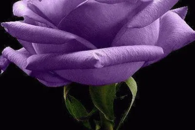 פאזל של rosa