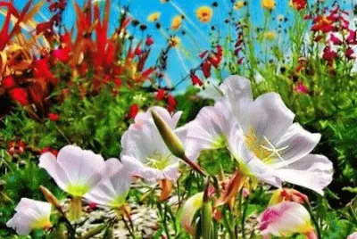 flores