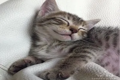 gatito durmiendo