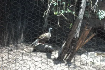 פאזל של animals