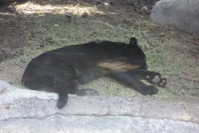 פאזל של animals