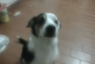 el perro feo
