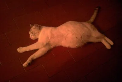 gatapelota