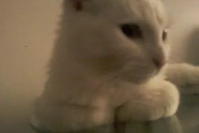 purrr