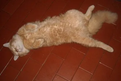 dormir