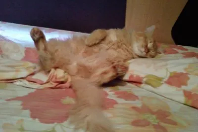 sueÃ±o