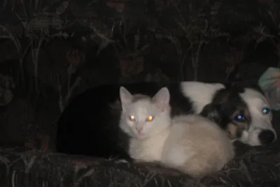 amigos