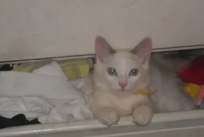 hola