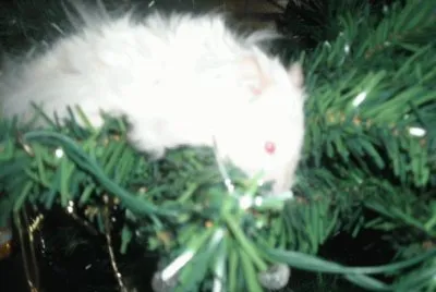 navidad