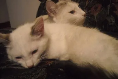 serena y ophelia