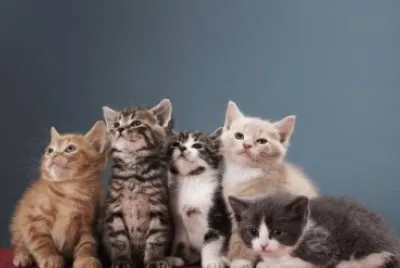 gatos