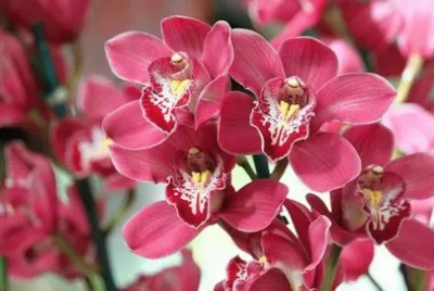 flores