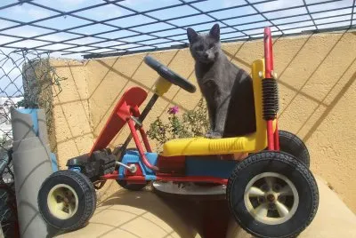 cochecito y gato