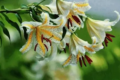 flor