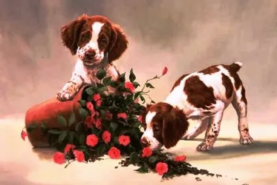 cÃ£ezinhos