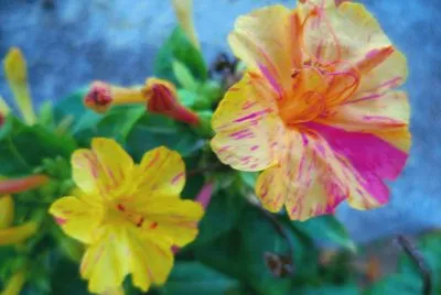flor