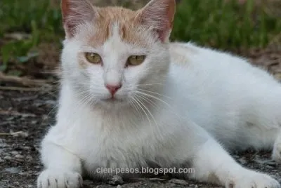 gato blanco
