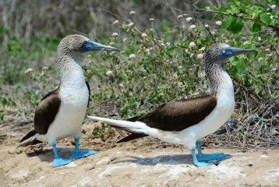 piqueros de patas azules