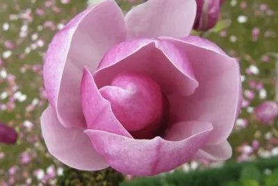magnolia