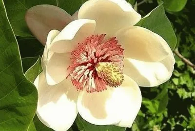 magnolia