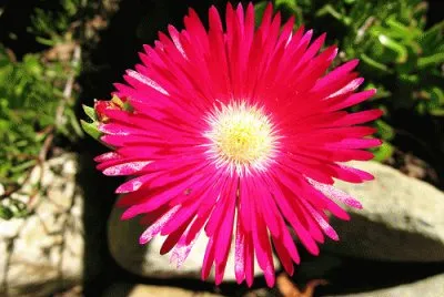 rayito de sol