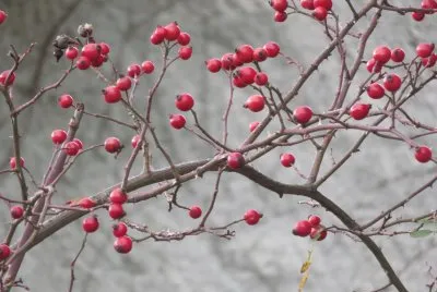 cinorrodi di rosa