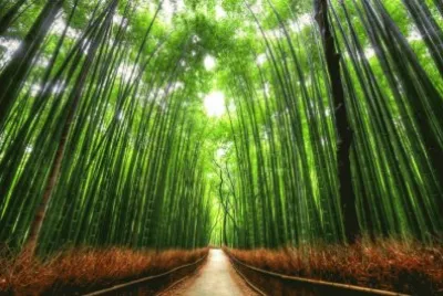 Camino al monte Arashiyama. Kyoto. JapÃ³n