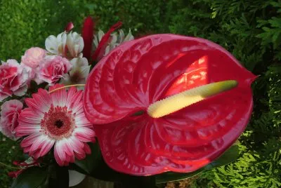 Blumen 2
